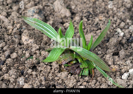 Jungpflanze, Spitzwegerich,  Plantago; Lanceolata Stock Photo