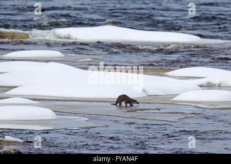 European River Otter (Lutra lutra) hunting on ice of frozen river in winter Stock Photo