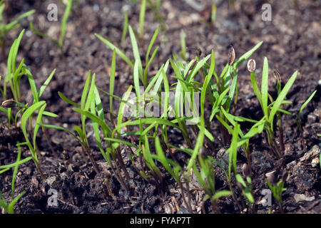 Dill; Anethum Ist eine Kraeuterpflanze, Kuechenkraeuterpflanze, Gewuerzpflanze, Kuechengewuerz, heipflanze, Duftpflanze Stock Photo