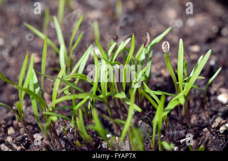 Dill; Anethum Ist eine Kraeuterpflanze, Kuechenkraeuterpflanze, Gewuerzpflanze, Kuechengewuerz, heipflanze, Duftpflanze Stock Photo