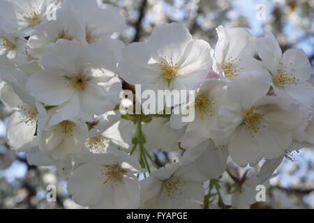Japanese Flowering Cherry, Prunus 'Shirotae' (Cherry 'Shirotae') white blossom flowers. Comes from the Rose Family: Rosaceae. Stock Photo