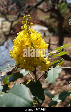 Creeping Mahonia (Mahonia Repens) plant. Belongs to the Barberry Family: Berberidaceae. Stock Photo