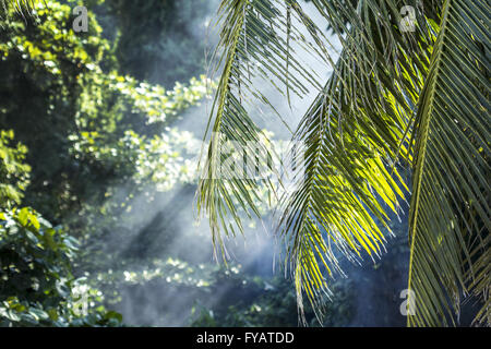 Asian rain forest background, photo taken in Malaysia Stock Photo