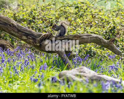 Grey Squirrel (Sciurus carolinensis) foraging in natural woodland setting, on dilapidated log, surrounded by spring Blue Bells. Stock Photo