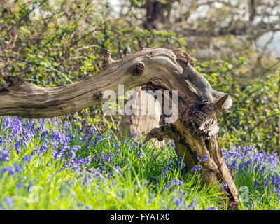 Grey Squirrel (Sciurus carolinensis) foraging in natural woodland setting, on dilapidated log, surrounded by spring Blue Bells. Stock Photo