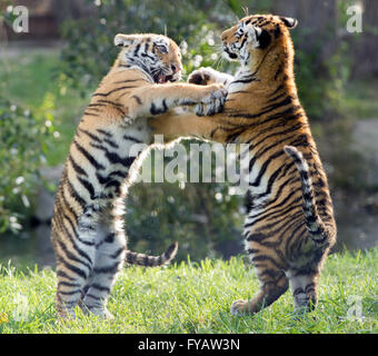 Two Amur tiger cubs playing in the sunlight at the Calgary Zoo in Alberta. Stock Photo