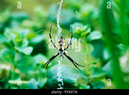 Black and Yellow Garden Spider spinning web; Argiope aurantia Stock Photo
