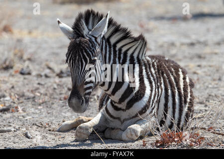 Plain's Zebra, Burchell's race, foal, Etosha National Park, Namibia Stock Photo