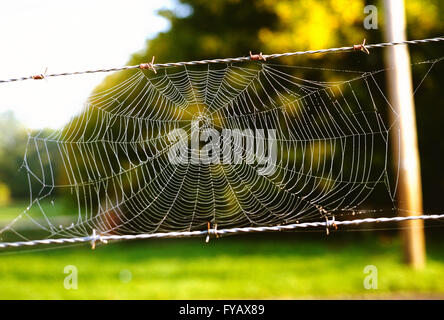 Intricate dew covered spider web in natural outdoor setting Stock Photo