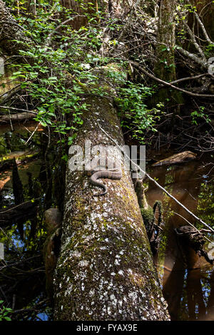 A cottonmouth snake at the Francis Beidler Forest Audubon wildlife sanctuary in Four Holes Swamp near Harleyville, South Carolina. Stock Photo