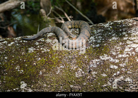 A cottonmouth snake at the Francis Beidler Forest Audubon wildlife sanctuary in Four Holes Swamp near Harleyville, South Carolina. Stock Photo