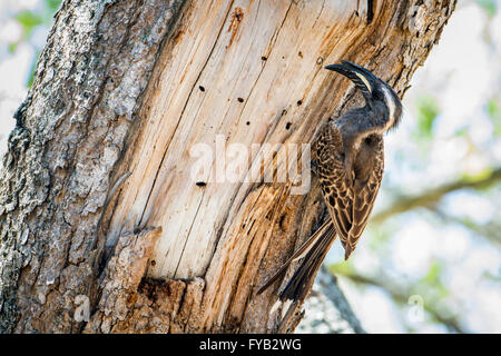 African grey hornbill in Kruger national park, South Africa ; Specie Tockus nasutus family of Bucerotidae Stock Photo