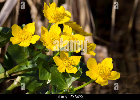 Marsh Marigold. Caltha palustris (Ranunculaceae). Stock Photo