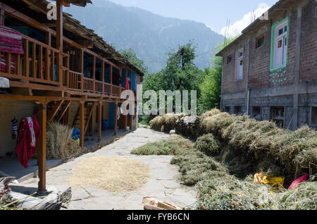 Grain drying in street, village near Manali, Himachal Pradesh, India, Stock Photo