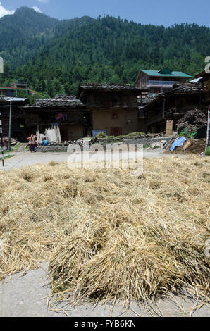Hay drying in street, village near Manali, Himachal Pradesh, India, Stock Photo
