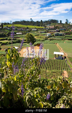 Sri Lanka, Nuwara Eliya, intensely cultivated crops growing on agricultural land Stock Photo