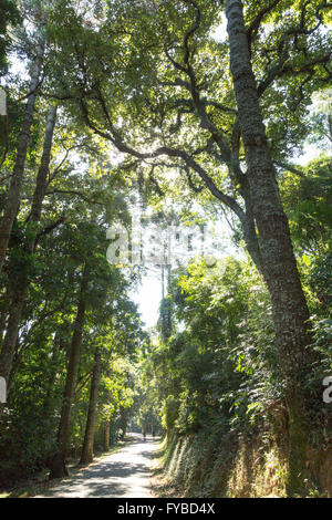 Sao Paulo, Brazil. 24th April, 2016. A trail is seen during this sunny day in Cantareira State Park (Portuguese: Parque Estadual da Cantareira) in Sao Paulo, Brazil. Credit:  Andre M. Chang/ARDUOPRESS/Alamy Live News Stock Photo