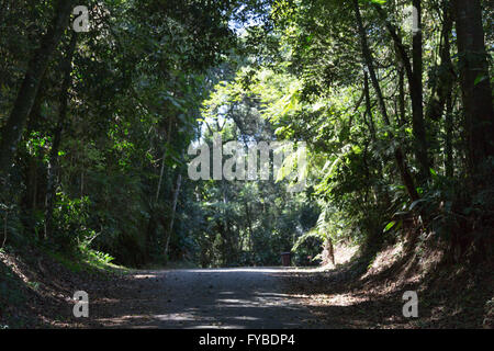 Sao Paulo, Brazil. 24th April, 2016. A trail is seen during this sunny day in Cantareira State Park (Portuguese: Parque Estadual da Cantareira) in Sao Paulo, Brazil. Credit:  Andre M. Chang/ARDUOPRESS/Alamy Live News Stock Photo