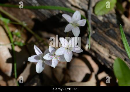 Spring Beauty flower Stock Photo