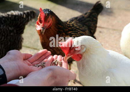 Rhode Rock and Bason white pet chickens being fed by hand in garden in Brabourne Lees, Ashford, Kent, England Stock Photo