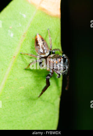 Adanson's House Jumper (Hasarius adansoni), New South Wales, Australia Stock Photo