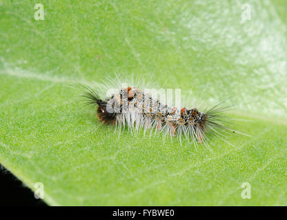 Tussock Moth Caterpillar (Acyphas semiochrea), New South Wales, Australia Stock Photo