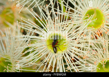 Ant on a Eucalyptus polyanthemos Flower, New South Wales, Australia Stock Photo