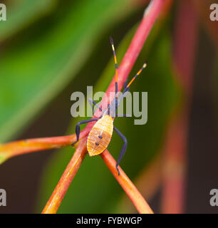 Eucalyptus Tip Bug Nymph (Amorbus alternatus), New South Wales, Australia Stock Photo