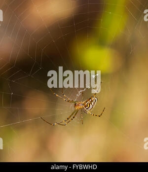 Silver Orb-spider (Leucauge granulata), New South Wales, Australia Stock Photo