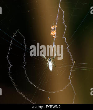 Spider on its web, New South Wales, Australia Stock Photo