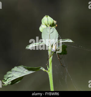 Silver Orb-spider (Leucauge granulata), Mt Annan, New South Wales, Australia Stock Photo