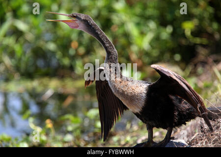 Cormorant with wings stretched in Florida USA, April 2016 Stock Photo
