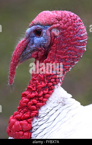 Close up of live turkey head profile. Stock Photo