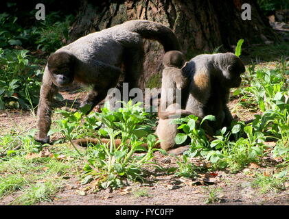 Family of South American Common Brown or Humboldt's woolly monkeys (Lagothrix lagotricha), parents with young baby. Stock Photo