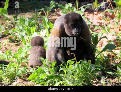 South American Common Brown or Humboldt's woolly monkey (Lagothrix lagotricha), mother with her young baby. Stock Photo