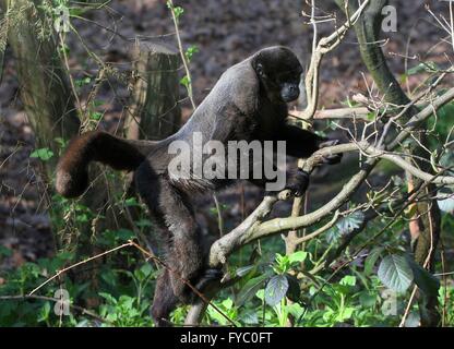 Male South American Common Brown or Humboldt's woolly monkey (Lagothrix lagotricha) climbing a small tree Stock Photo