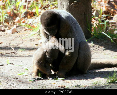 South American Common Brown or Humboldt's woolly monkey (Lagothrix lagotricha), mother with her young baby. Stock Photo