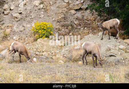 Curecanti National Recreation Area Stock Photo