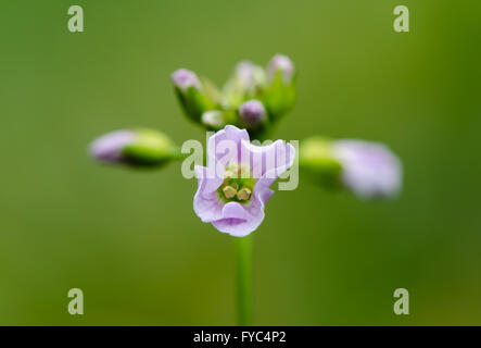 Cuckooflower or lady's smock (Cardamine pratensis). Perennial plant in cabbage family (Brassicaceae), with mauve flowers Stock Photo