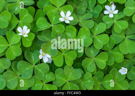 Close up of field of shamrocks in the forest Stock Photo - Alamy