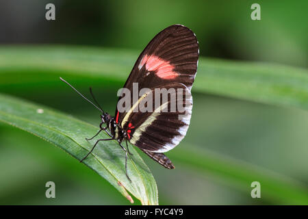 Crimson-patched Longwing Butterfly (Heliconius erato) or Postman Longwing Stock Photo