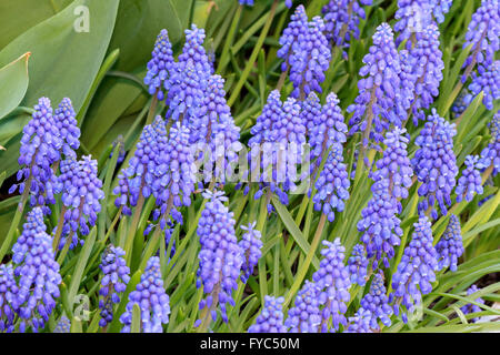 Grape hyacinth flowers. Stock Photo