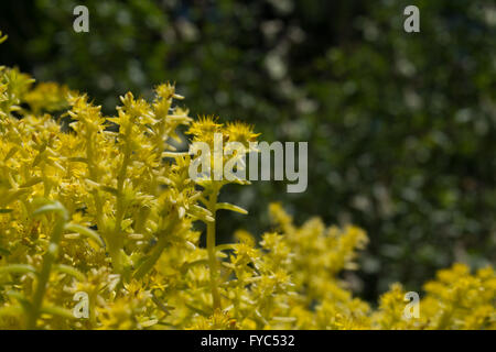 Lemon Coral Sedum Flowers, fragrant, beautiful yellow. Very abundant with yellow stems and leaves. Attractive to honeybees Stock Photo