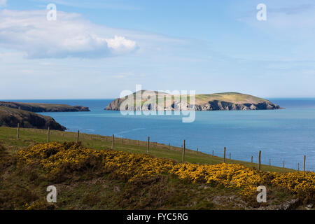 Cardigan Island, an uninhabited island lying north of Cardigan, Ceredigion, Wales Stock Photo
