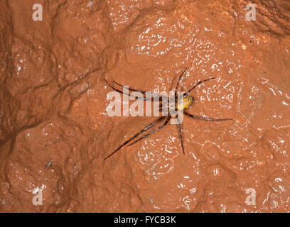 Cave Spider - Meta menardi Stock Photo