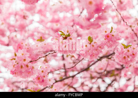 Image of pink cherry tree in bloom. Blurry background. Stock Photo