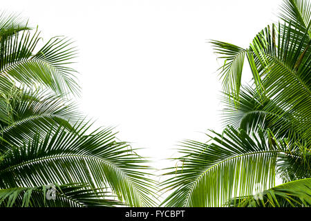 Leaves of coconut tree isolated on white background. Stock Photo