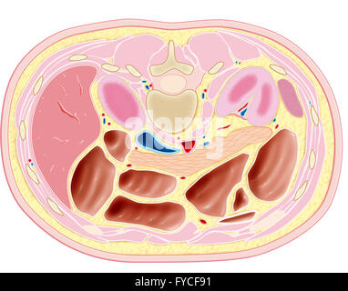 Anatomy of the Abdomen Stock Photo - Alamy
