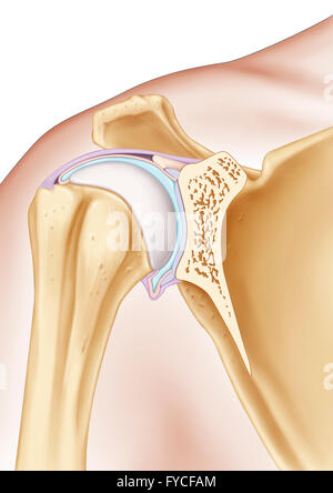 SHOULDER, ILLUSTRATION Stock Photo