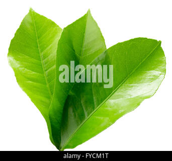 lemon leaves isolated on the white background. Stock Photo